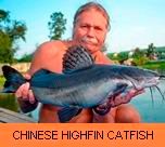 Photo Gallery - Chinese Highfin Catfish