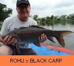 Thia fish Species - Rohu x Black Carp