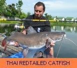 Thai Fish Species - Thai Redtailed Catfish
