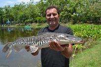 Thai Fish Species - Barred Sorubim