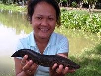 Thai Fish Species - Splendid Snakehead