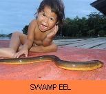 Thai Fish Species - Swamp Eel