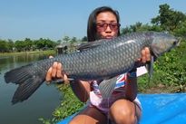 Thai Fish Species - Chinese Black Carp