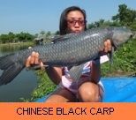 Thai Fish Species - Chinese Black Carp