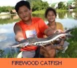 Photo Gallery - Firewood Catfish