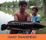 Photo Gallery - Giant Snakehead