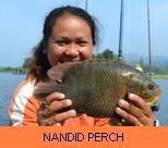 Thai Fish Species - Nandid Tiger Perch