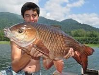 Fishing in Thailand - Rohu (Indian Carp)