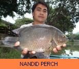 Photo Gallery - Nandid Tiger Perch