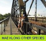 Mae Klong River Gallery - Other Species