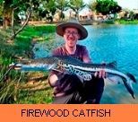 Thai Fish Species - Firewood Catfish