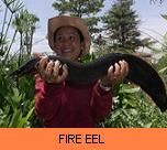Thai Fish Species - Fire Eel