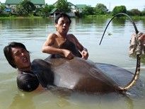 Thai Fish Species - Giant Freshwater Stingray