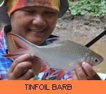 Thai Fish Species - Tinfoil Barb