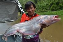 Thai Fish Species - Whisker Sheatfish