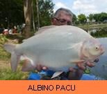 Photo Gallery - Albino Pacu