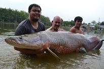 Thai Fish Species - Arapaima