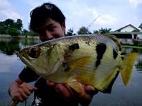 Thai Fish Species - Archer Fish