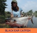 Photo Gallery - Black Ear Catfish