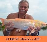 Photo Gallery - Chinese Grass Carp