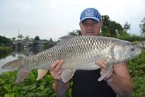 Thai Fish Species - Mrigal
