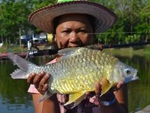 Golden Bellied Barb IGFA All Tackle Record 1.85kg