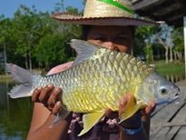 Thai Fish Species - Golden Bellied Barb