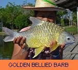 Photo Gallery - Golden Bellied Barb