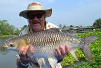 Thai Fish Species - Mad Barb