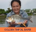 Thai Fish Species - Golden Tinfoil Barb