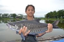 Thai Fish Species - Thai Mahseer