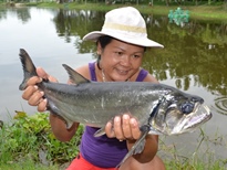 Thai Fish Species - Payara