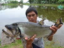 Thai Fish Species - Payara