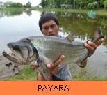 Photo Gallery - Payara