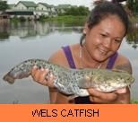 Photo Gallery - Wels Catfish