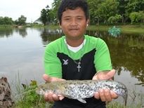 Thai Fish Species - Wels Catfish