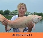 Thai Fish Species - Albino Rohu