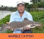 Thai Fish Species - Marble Catfish