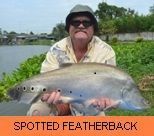 Thai Fish Species - Spotted Featherback