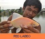Photo Gallery - Red Labeo