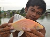 Thai Fish Species - Red Labeo