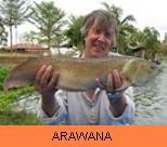 Photo Gallery - Arawana