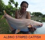 Photo Gallery - Albino Striped Catfish
