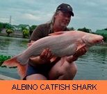 Photo Gallery - Albino Catfish Shark