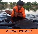 Thai Fish Species - Cowtail Stingray