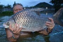 Thai Fish Species - Mekong River Barb