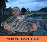 Thai Fish Species - Mekong River Barb
