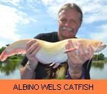 Thai Fish Species - Albino Wels Catfish