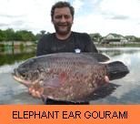 Thai Fish Species - Elephant Ear Gourami
