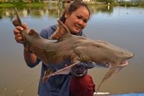 giant goonch catfish